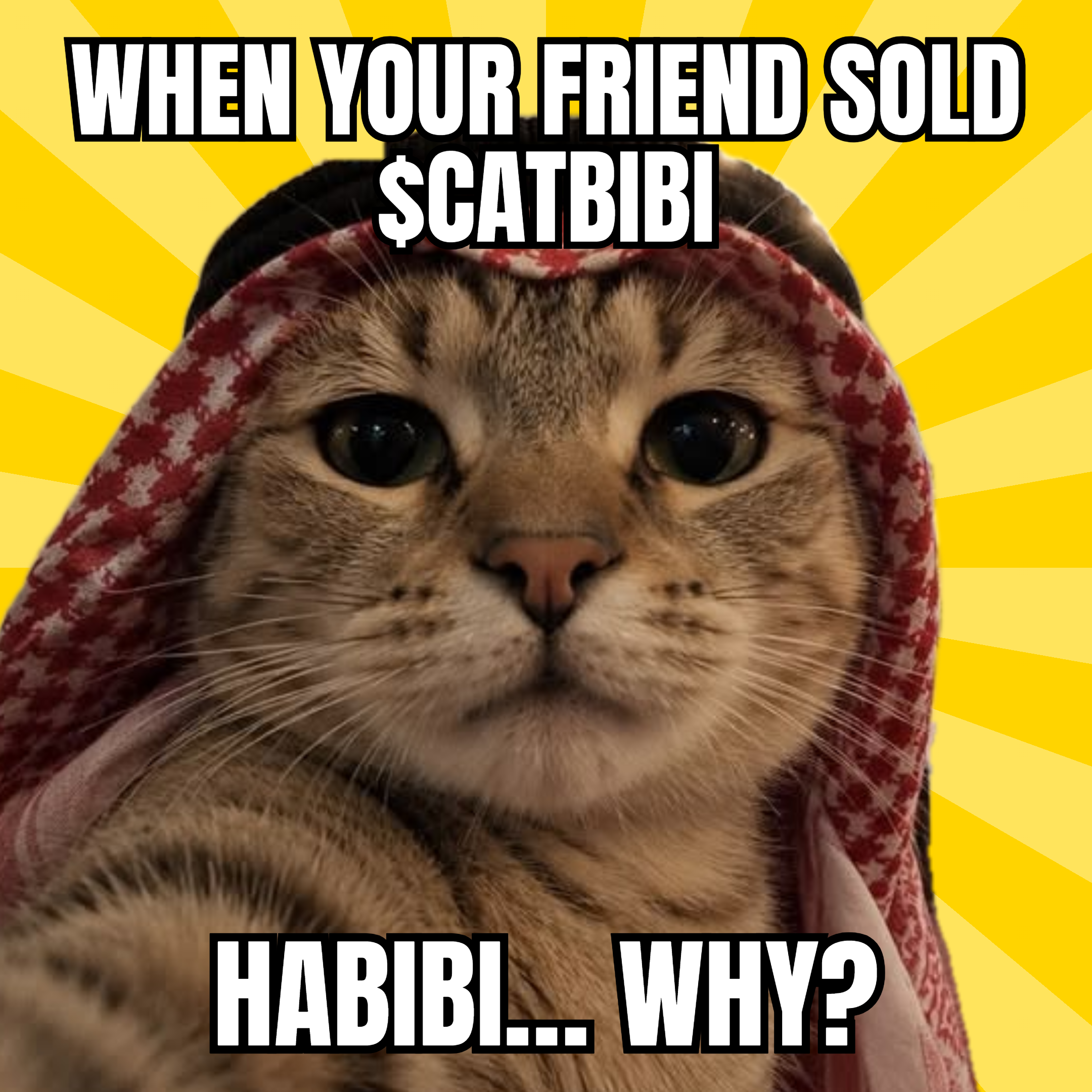 CATBIBI meme: Habibi, why